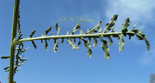  Cauline Leaf-Abaxial view